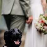 Im Vordergrund sitzt ein schwarzer Hund mit einer Rosinen Fliege um den Hals, dahinter steht ein frisch verheiratetes Paar, dass nur verschoben erkennbar ist