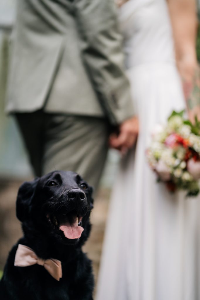 Im Vordergrund sitzt ein schwarzer Hund mit einer Rosinen Fliege um den Hals, dahinter steht ein frisch verheiratetes Paar, dass nur verschoben erkennbar ist